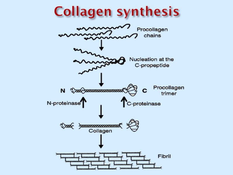 Collagen synthesis